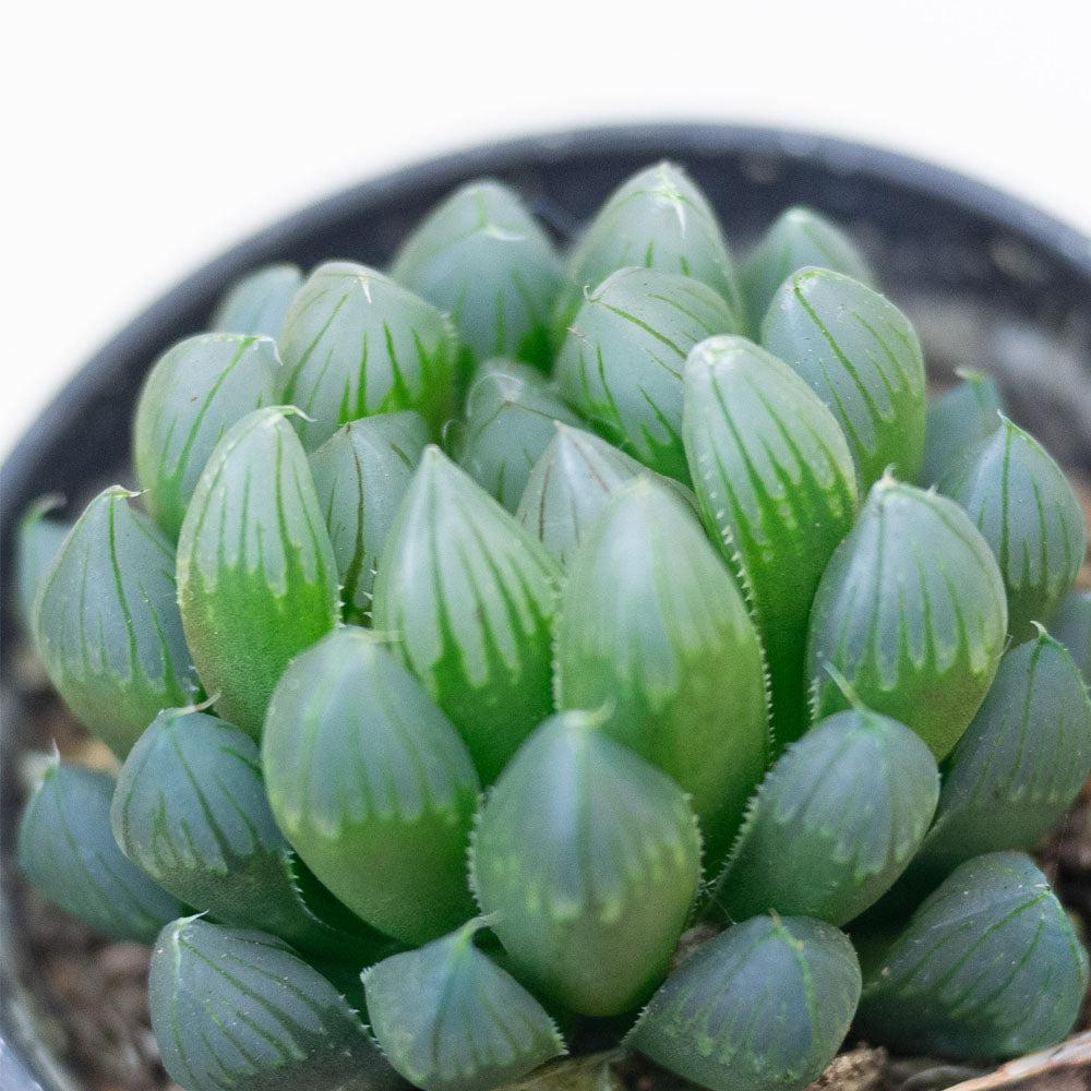 Haworthia Cooperi (Cooper's Haworthia)