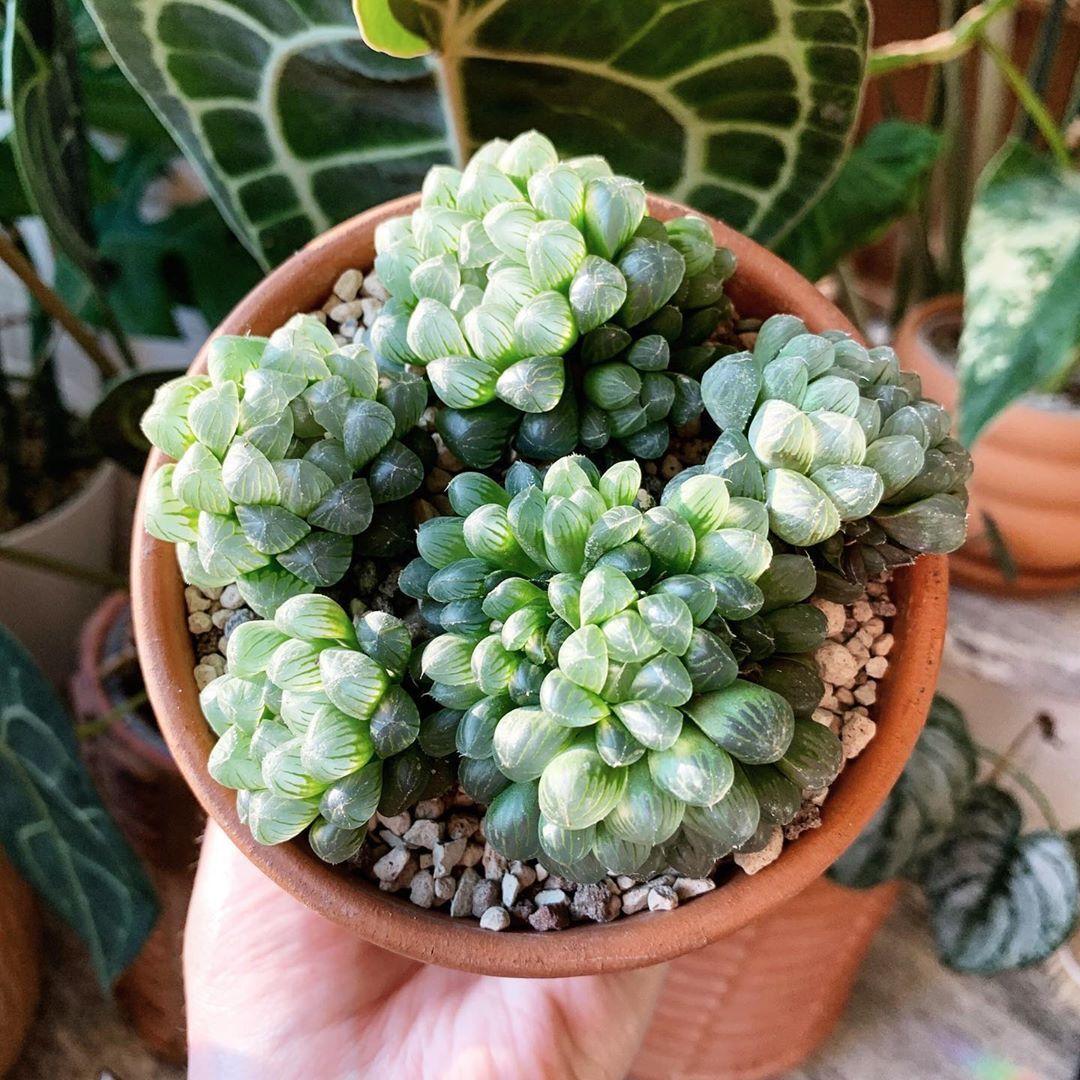 Haworthia Cooperi (Cooper's Haworthia)