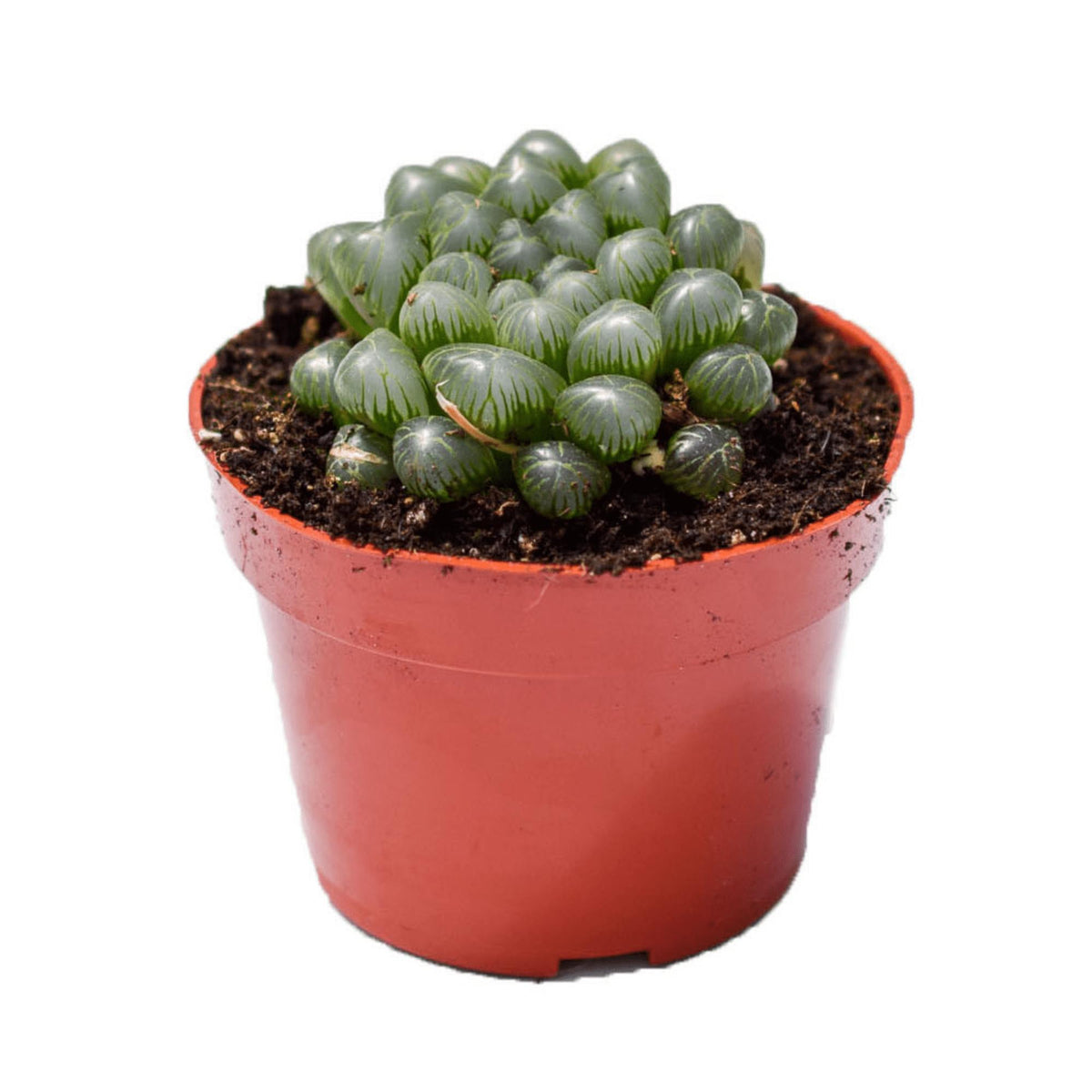 Haworthia Cooperi (Cooper's Haworthia)