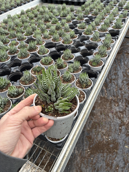 Haworthiopsis Coarctata (Crowded Haworthiopsis)