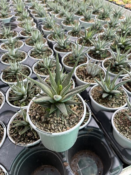 Haworthia concolor (Zebra Haworthia)