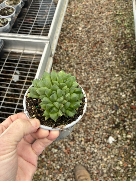 Haworthia Cooperi (Cooper's Haworthia)