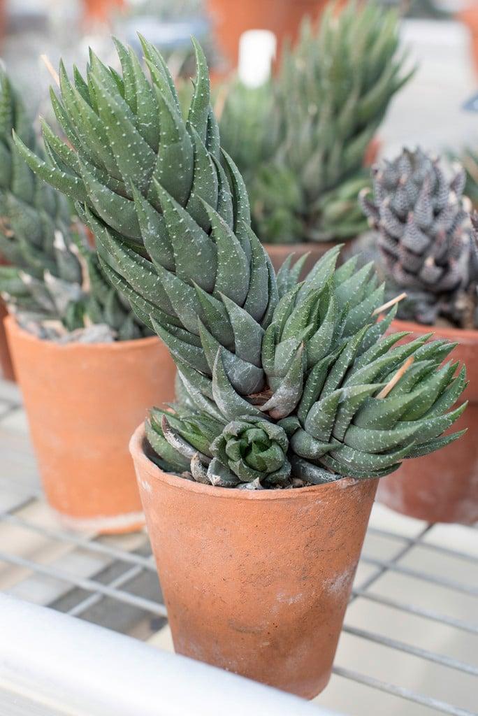 Haworthiopsis Coarctata (Crowded Haworthiopsis)