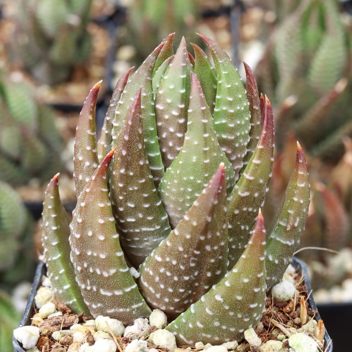Haworthiopsis Coarctata (Crowded Haworthiopsis)
