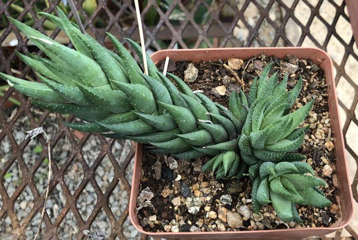 Haworthiopsis Coarctata (Crowded Haworthiopsis)