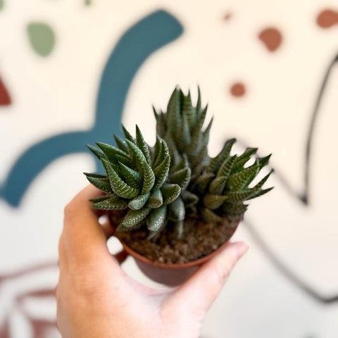 Haworthiopsis Coarctata (Crowded Haworthiopsis)