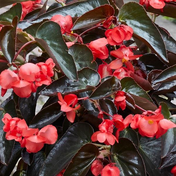 Begonia × Hybrida ‘Dragon Wing Bronze Leaf’ (Dragon Wing Begonia)