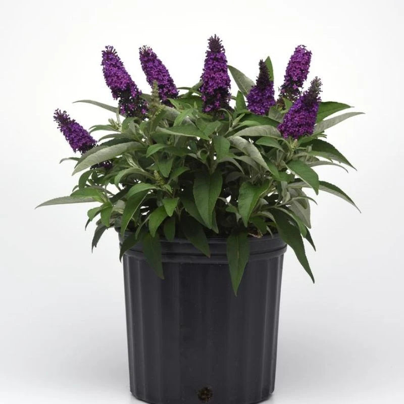 Buddleja ‘Chrysalis Purple’ (Chrysalis™ Purple Butterfly Bush)