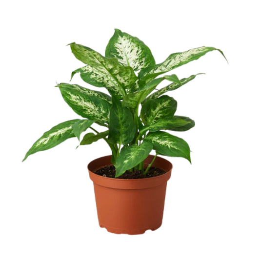 Dieffenbachia 'Snow' (Snow / Dumb Cane)