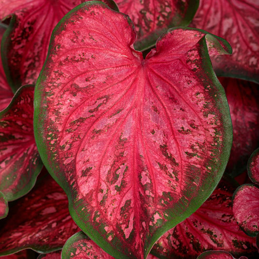 Caladium ‘Scarlet Flame’ (Caladium Scarlet)