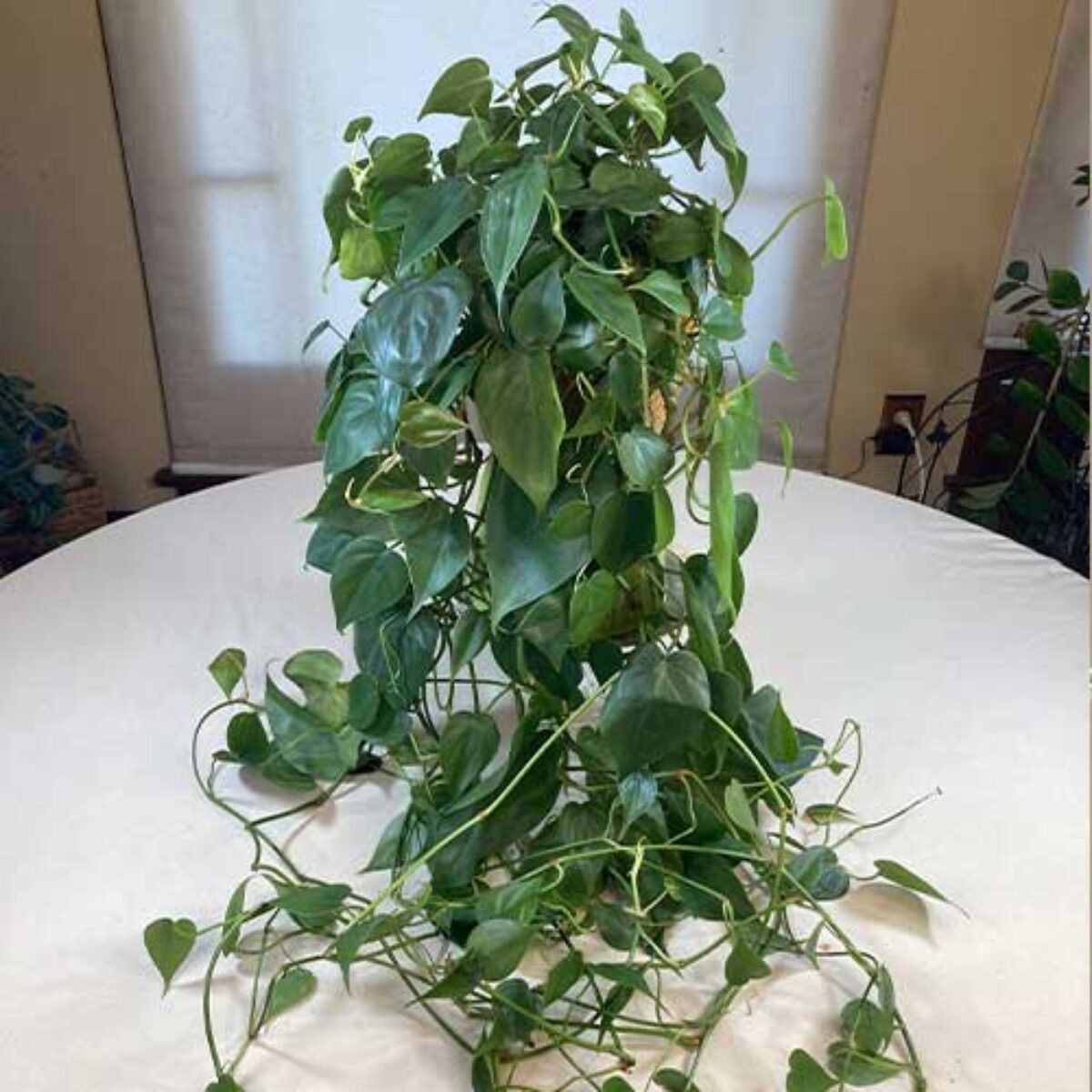 Philodendron Hederaceum (Heartleaf Philodendron)
