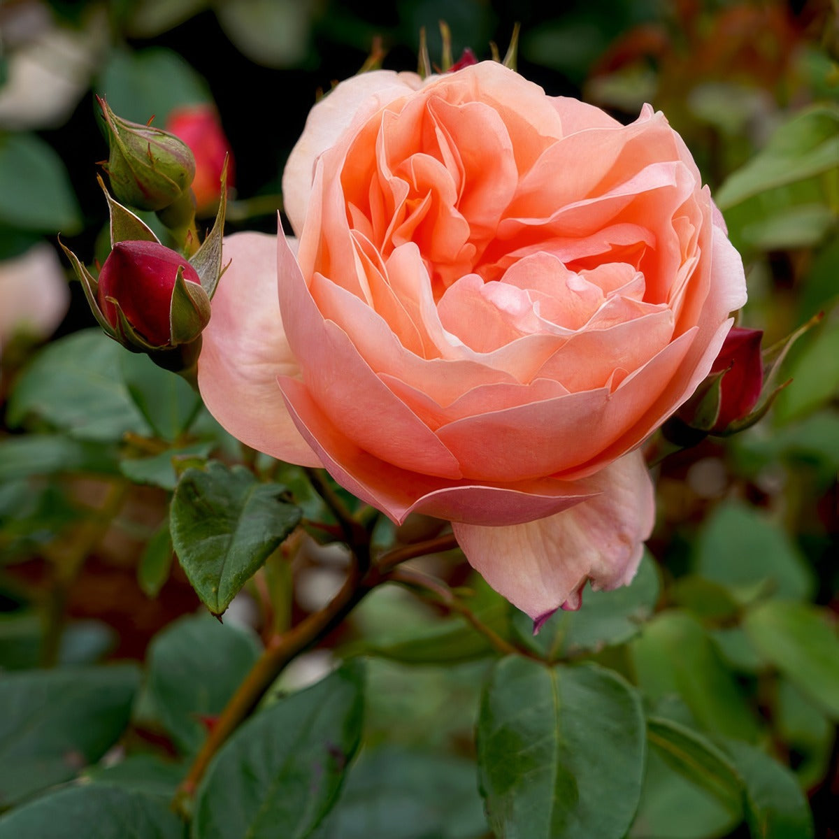 Rosa ‘Heaven On Earth’ (Heaven On Earth Floribunda Rose)