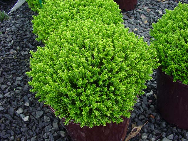 Hebe ‘Emerald Green’ (Emerald Green Hebe)