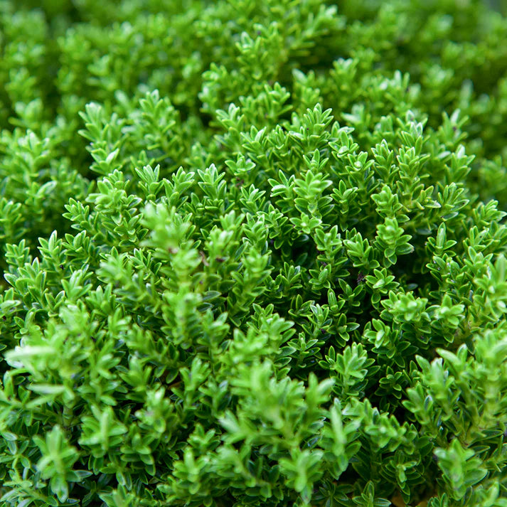 Hebe ‘Emerald Green’ (Emerald Green Hebe)
