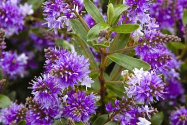 Hebe hybrid (Hebe ‘Heebie Jeebies’)