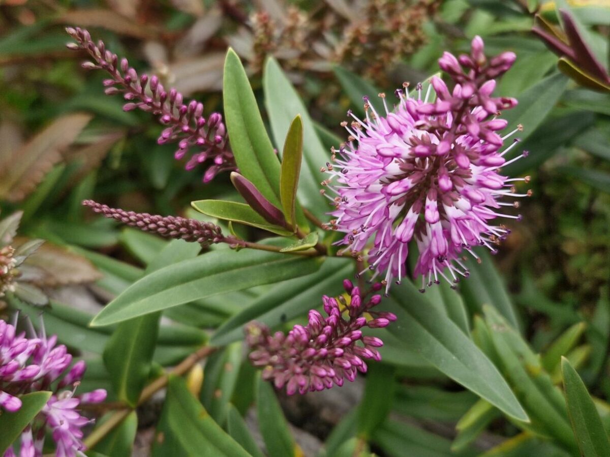 Hebe ‘Marie Antoinette’ (Hebe)