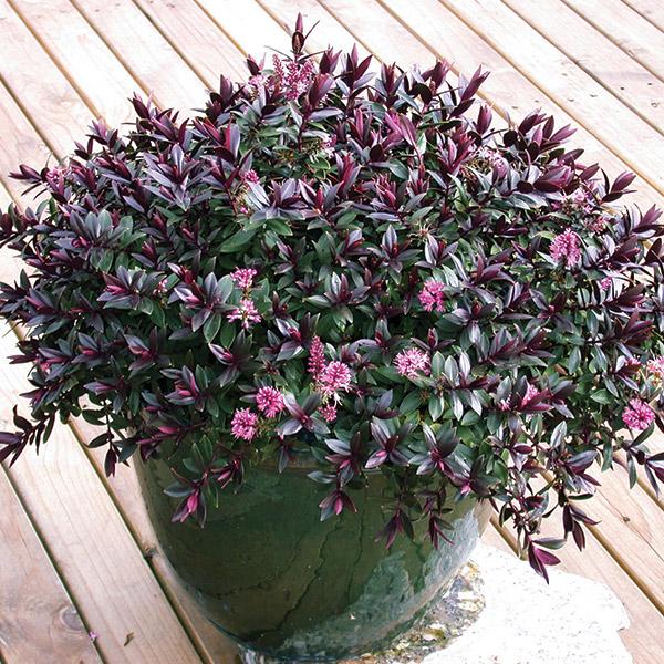Hebe cultivar (Hebe ‘Pretty n Pink’)