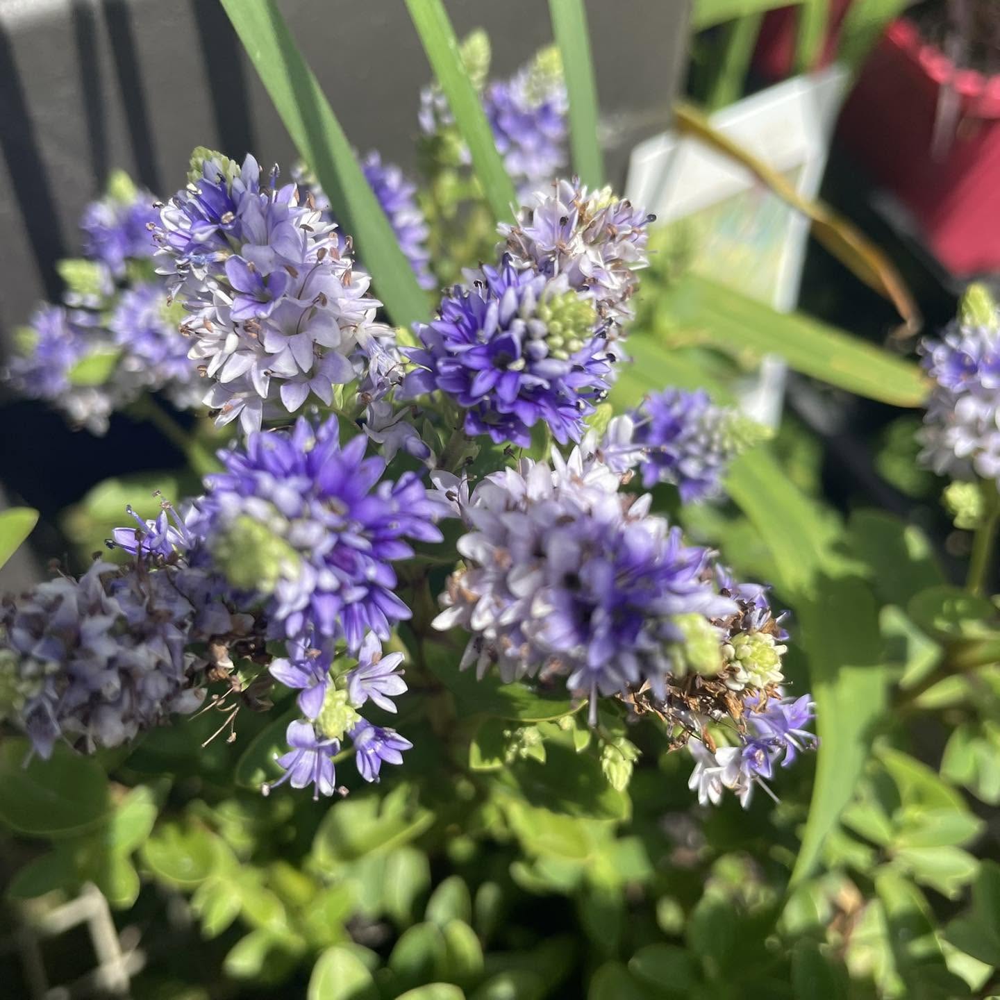 Hebe Hybrida 'Never Ending Glory' (Never Ending Glory Hebe)