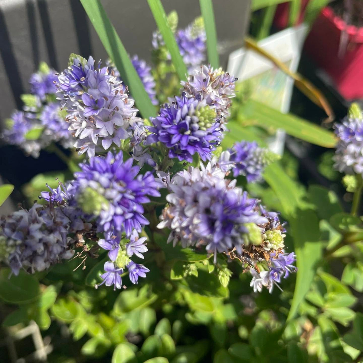 Hebe Hybrida 'Never Ending Glory' (Never Ending Glory Hebe)
