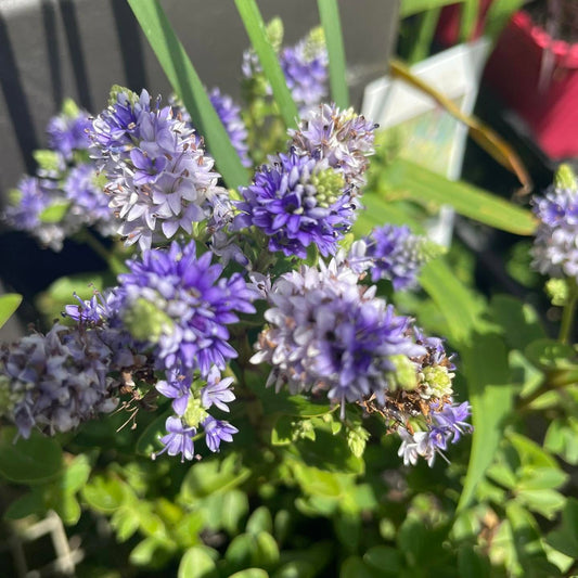 Hebe Hybrida 'Never Ending Glory' (Never Ending Glory Hebe)