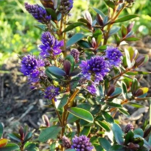 Hebe Hybrida 'Never Ending Glory' (Never Ending Glory Hebe)