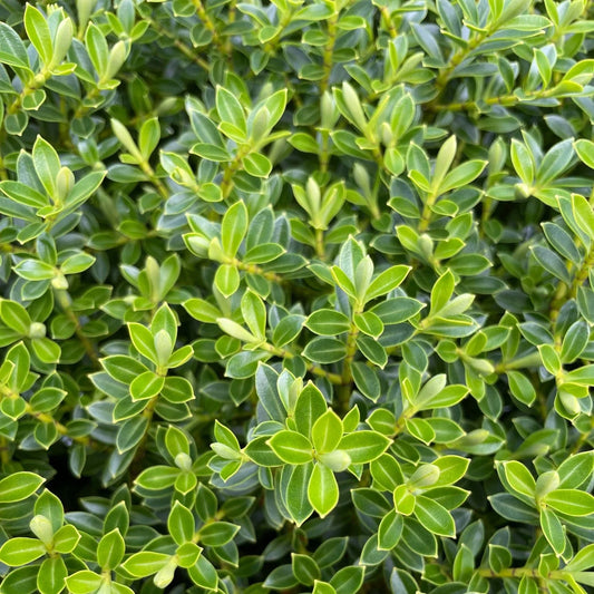 Hebe ‘Lemon and Lime’ (Lemon and Lime Hebe)