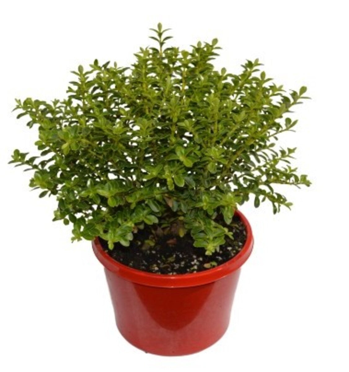 Hebe ‘Lemon and Lime’ (Lemon and Lime Hebe)
