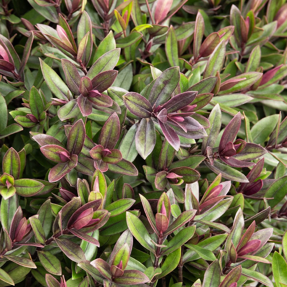 Hebe Hybrida 'Surf Wipeout' (Surf Wipeout Hebe)