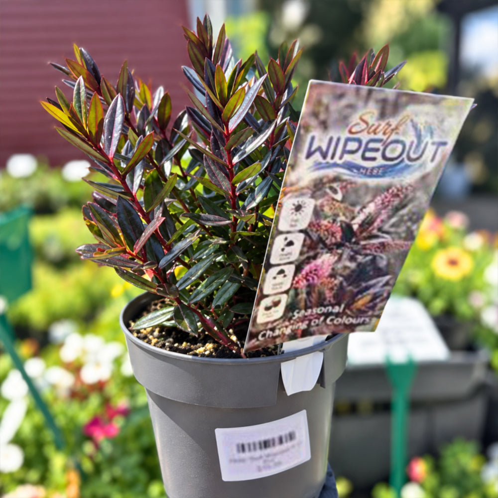 Hebe Hybrida 'Surf Wipeout' (Surf Wipeout Hebe)