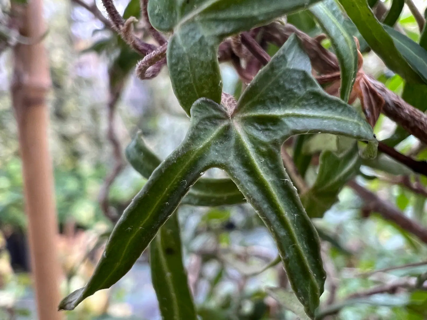 Hedera Canariensis (Canary Island Ivy – Tripod Standard)