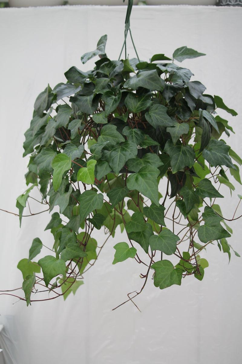 Hedera Canariensis (Canary Island Ivy) Hanging Basket