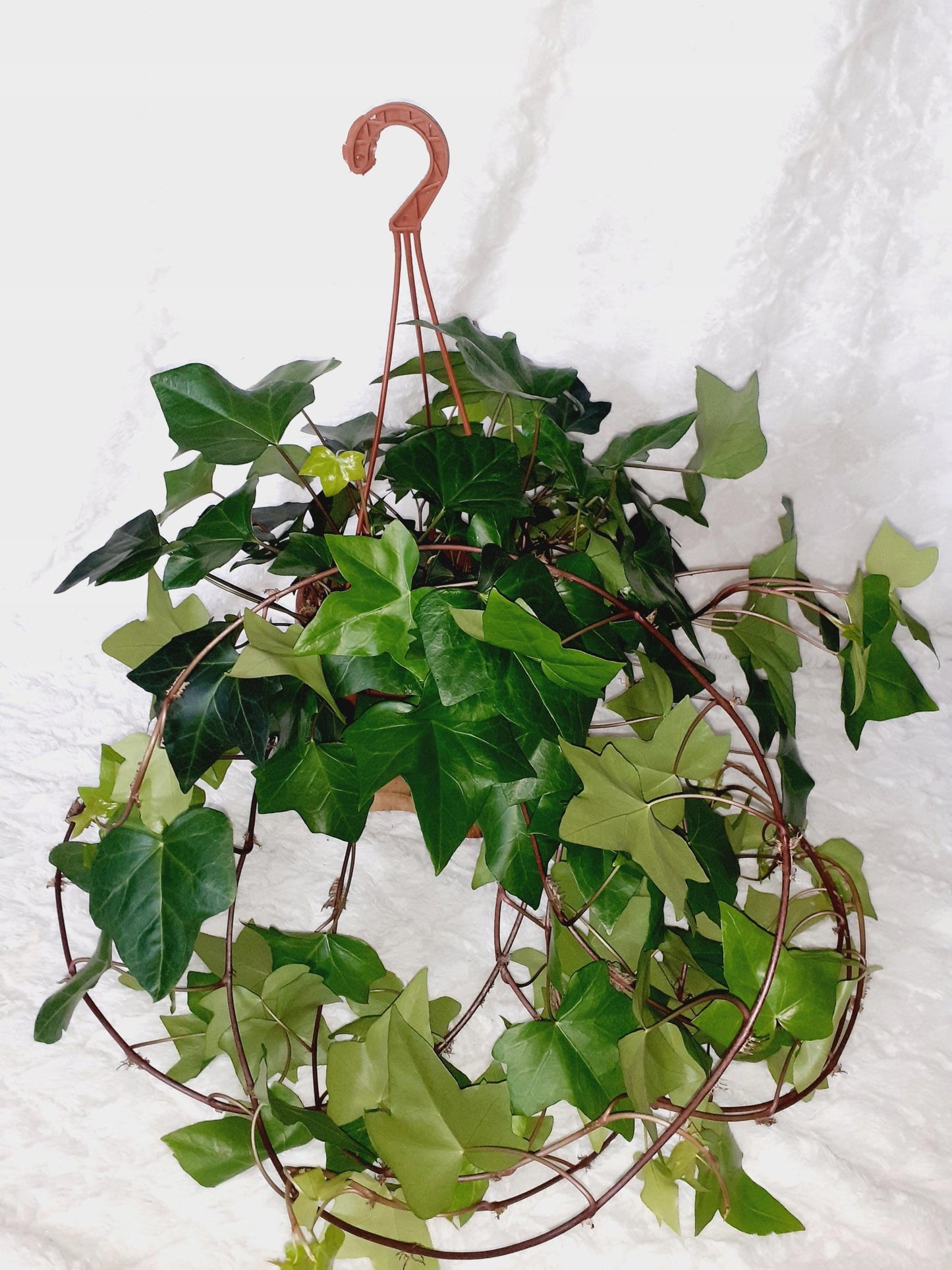 Hedera Canariensis (Canary Island Ivy) Hanging Basket
