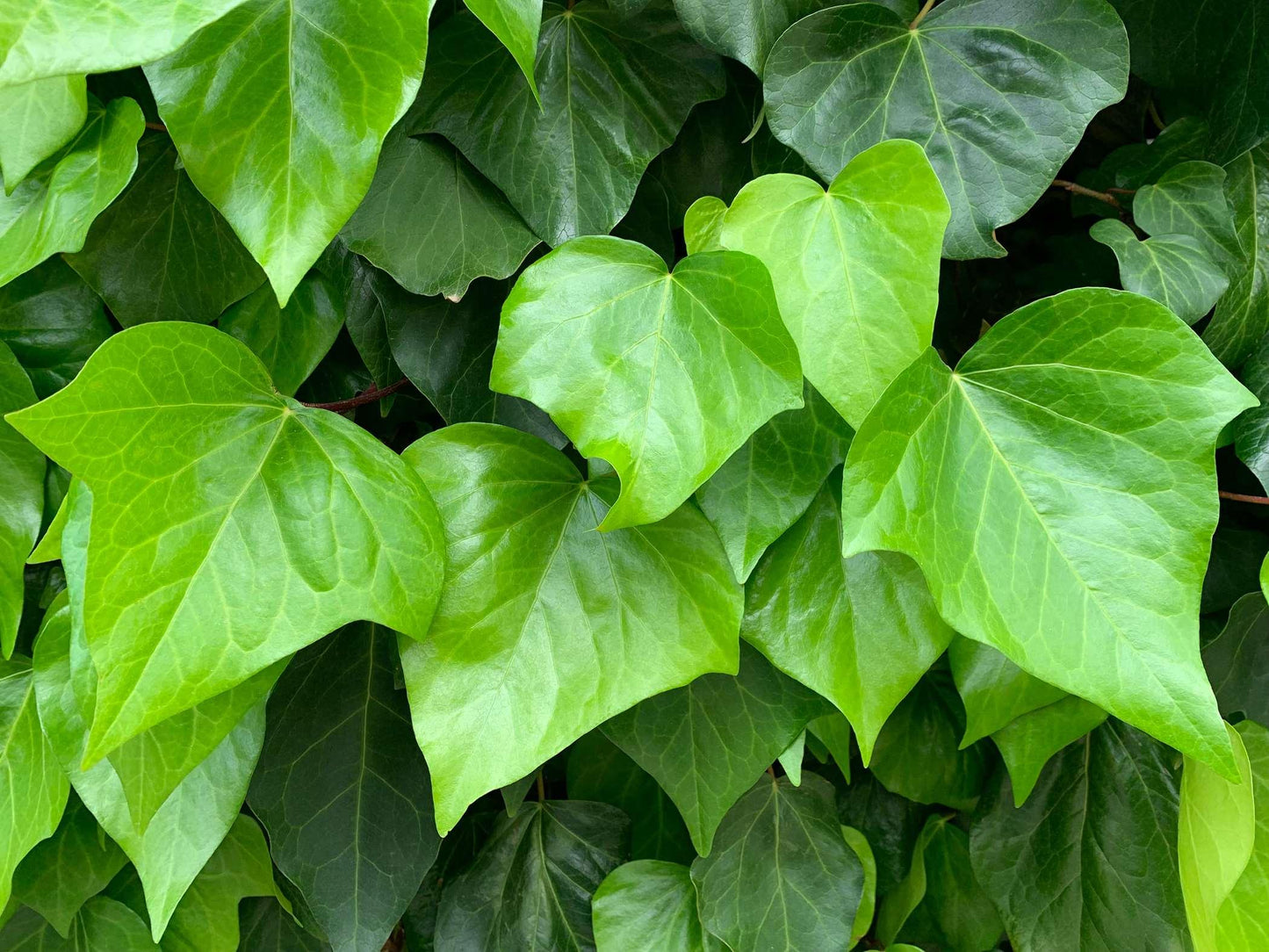 Hedera Canariensis (Canary Island Ivy) Hanging Basket