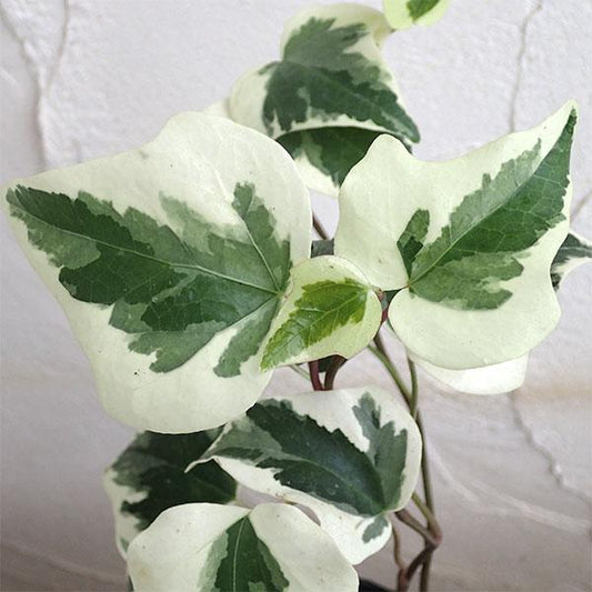 Hedera Canariensis (Variegated Large Leaf Ivy)