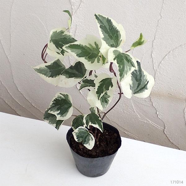 Hedera Canariensis (Variegated Large Leaf Ivy)