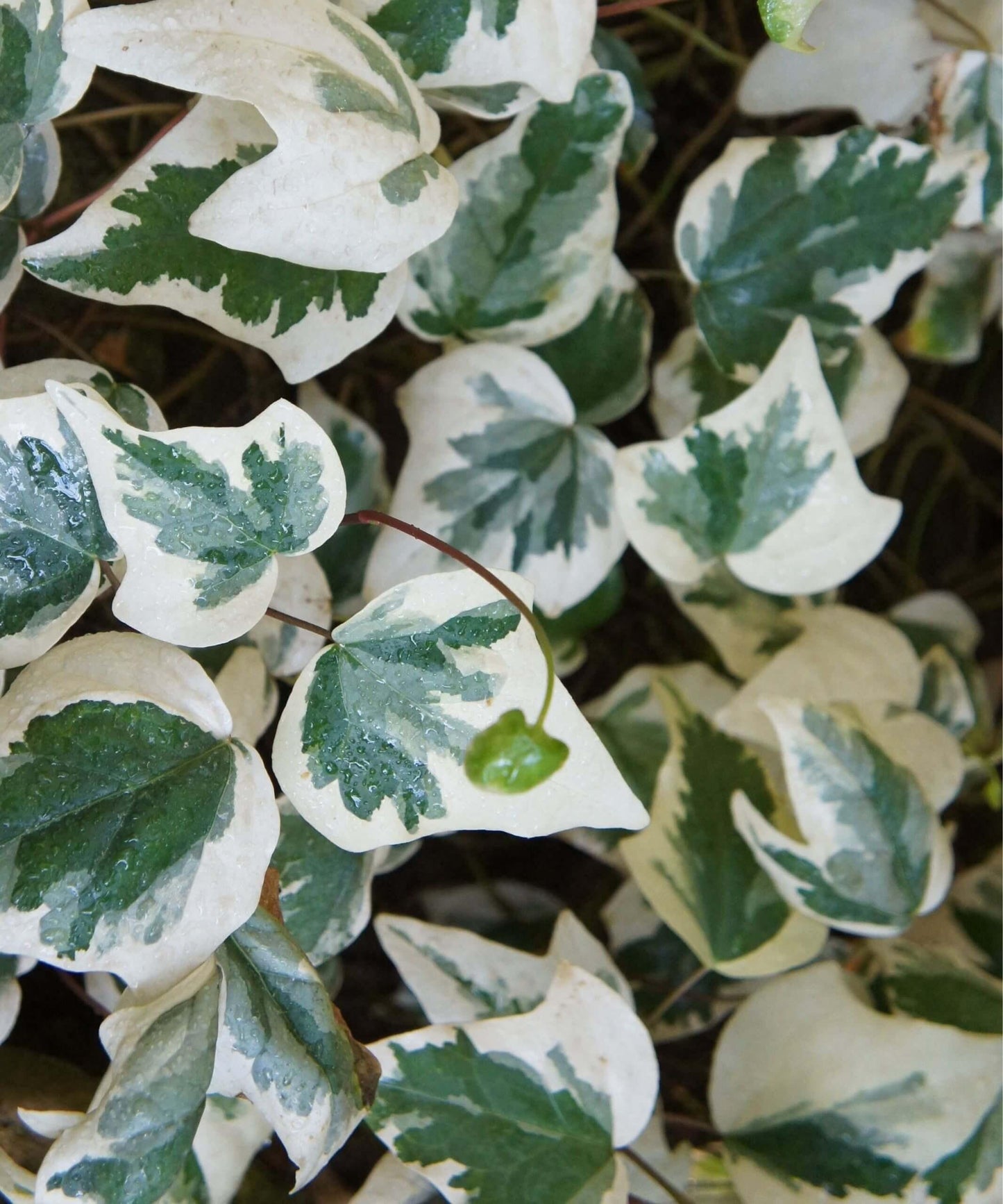 Hedera Canariensis (Variegated Large Leaf Ivy)
