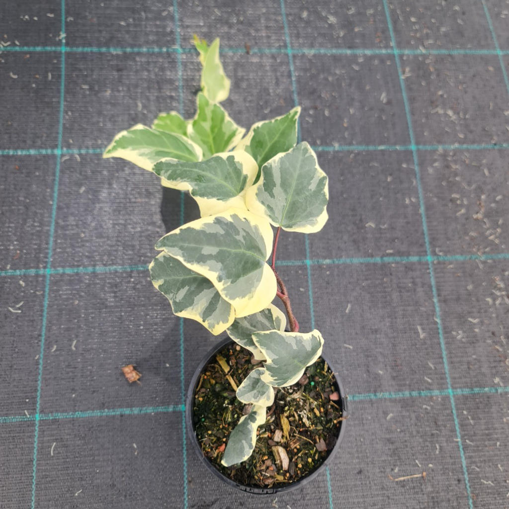 Hedera Canariensis (Canary Ivy)