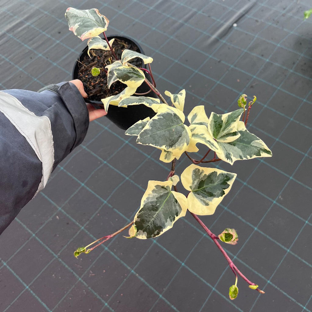 Hedera Canariensis (Variegated Large Leaf Ivy)