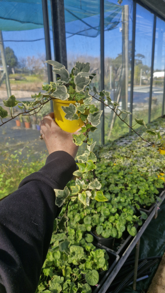 Hedera Helix ‘Variegata’ (Variegated English Ivy)