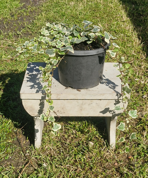 Hedera Helix ‘Variegata’ (Variegated English Ivy)