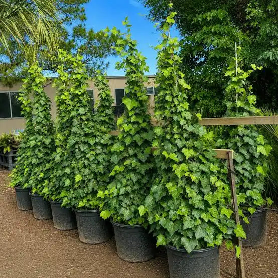 Hedera Canariensis (Canary Island Ivy) Tripod
