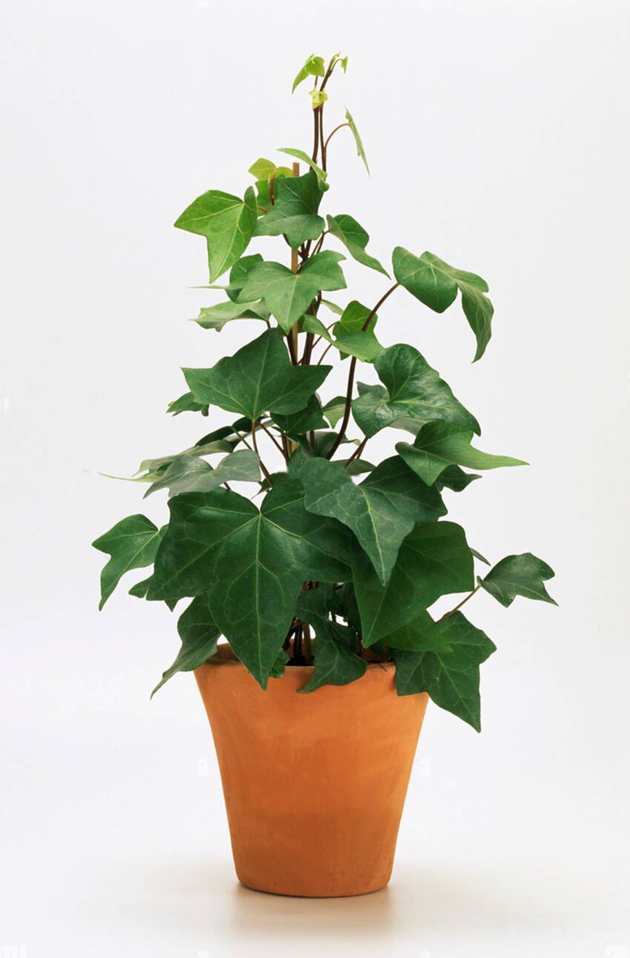 Hedera Canariensis (Canary Island Ivy) Tripod