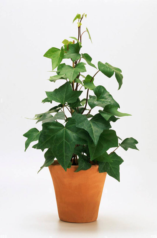 Hedera Canariensis (Canary Island Ivy) Tripod