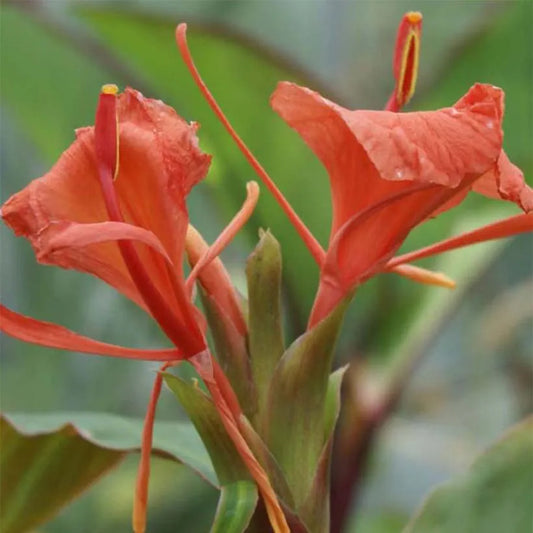 Hedychium Greenii (Green Ginger)