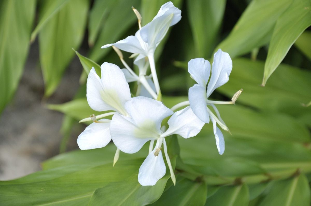 Hedychium Coronarium (White Ginger Lily)