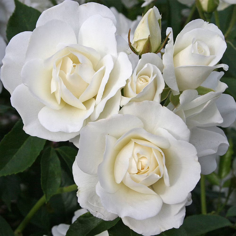 Rosa ‘Iceberg’ (Iceberg Patio Standard Floribunda Rose)