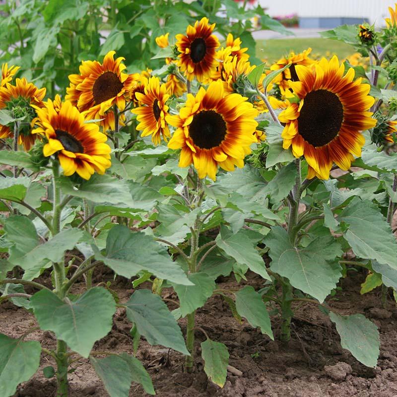 Helianthus Annuus 'Rio Carnival' (Rio Carnival Sunflower)