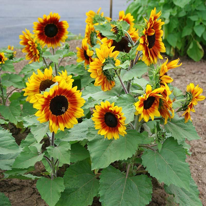 Helianthus Annuus 'Rio Carnival' (Rio Carnival Sunflower)
