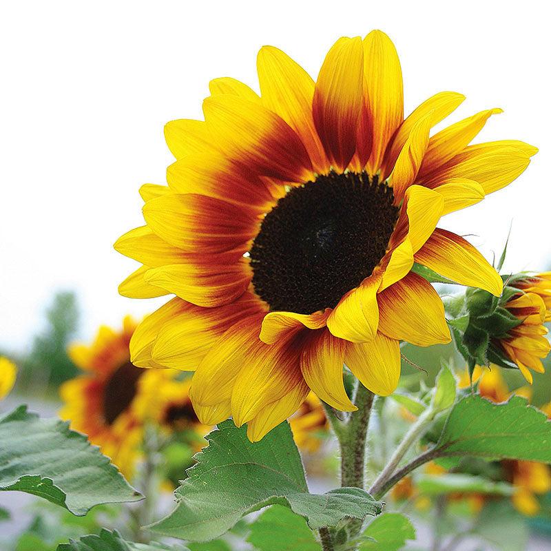 Helianthus Annuus 'Rio Carnival' (Rio Carnival Sunflower)
