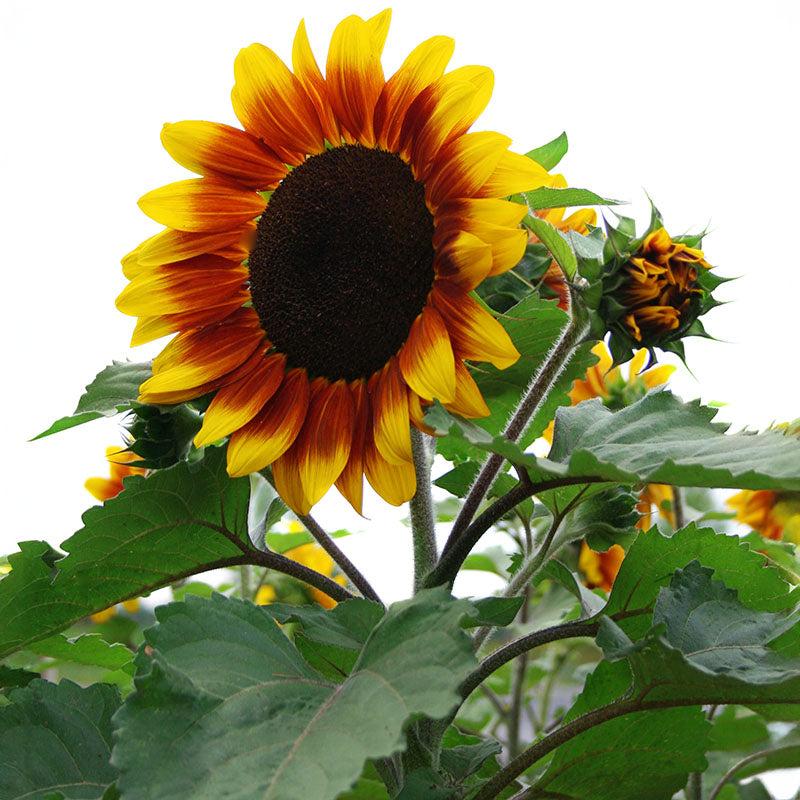 Helianthus Annuus 'Rio Carnival' (Rio Carnival Sunflower) – Nursery ...